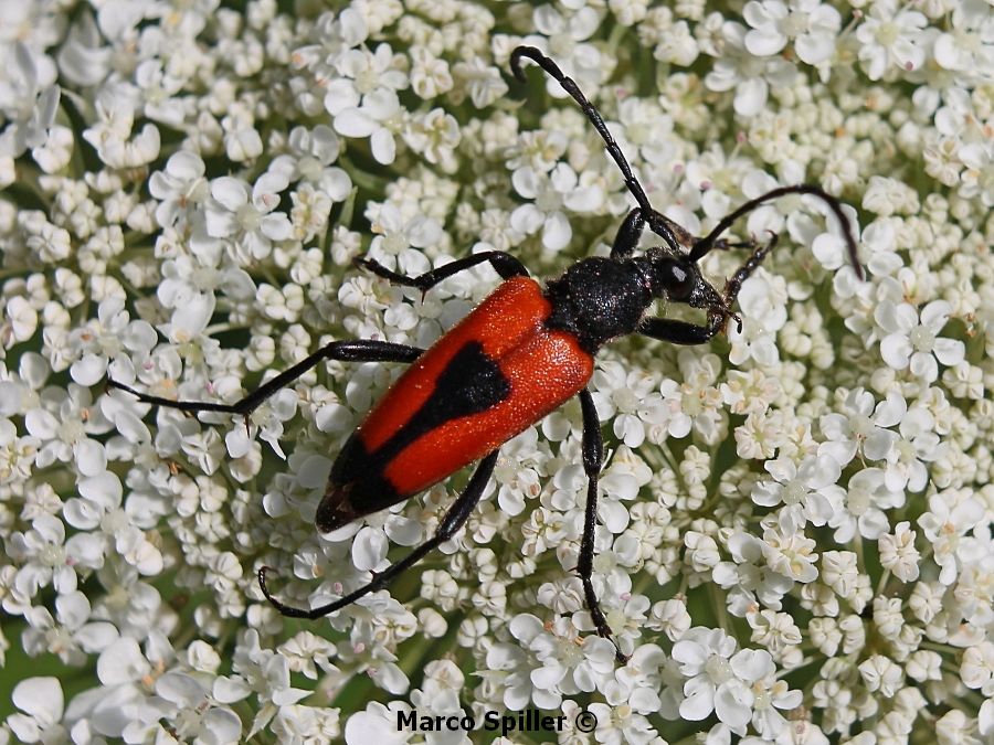 Stictoleptura (Corymbia) cordigera